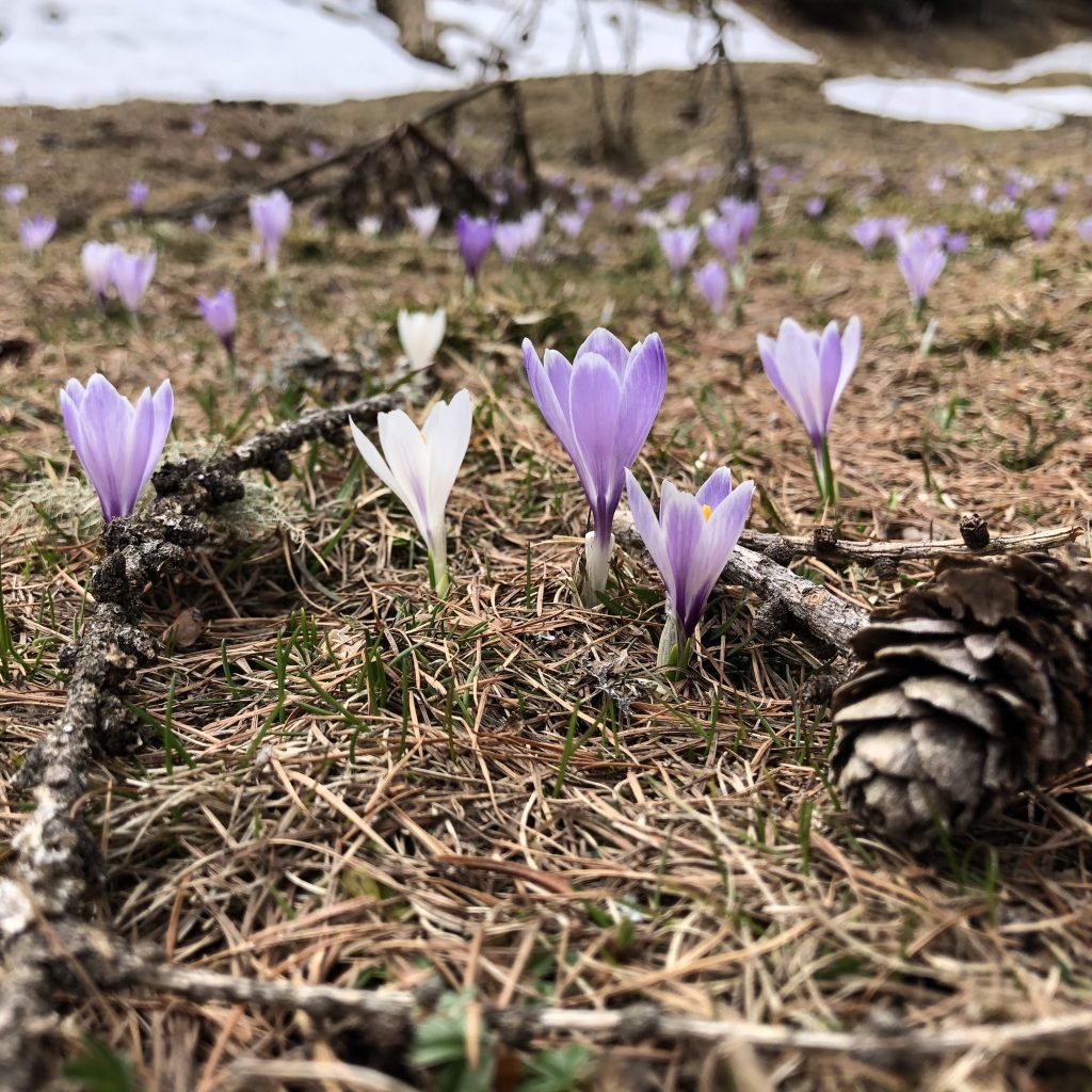 Krokusse im Frühling in Osttirol