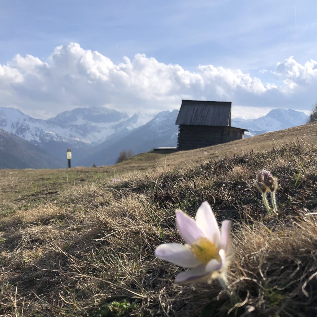 Küchenschellen am Golzentipp in Osttirol