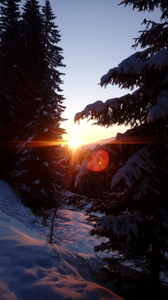 Sonnenaufgang im Wald in Osttirol